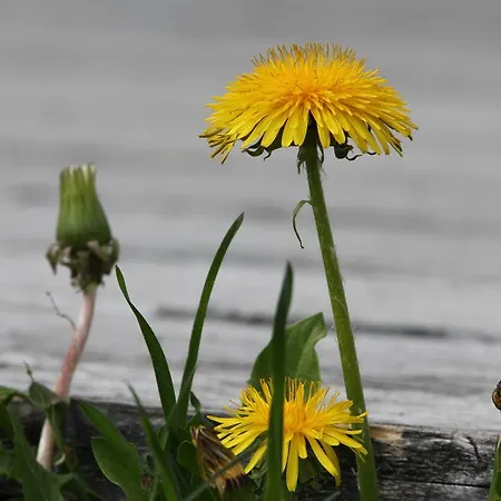 فندق جارني لارتشينهوف ليش ام ارلبرغ