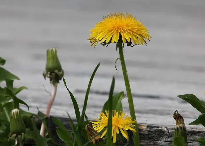 Hotel Garni Lärchenhof Lech am Arlberg